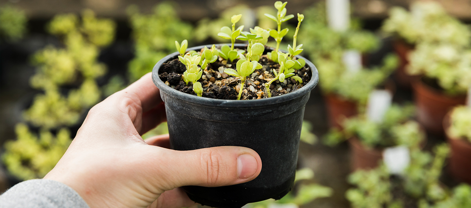 Te cambiamos naturaleza viva por reciclaje.